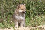 CHIEN FINNOIS DE LAPONIE 408